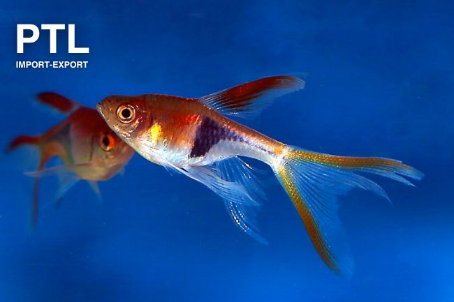 PTL69472_RASBORA HETEROMORPHA LONG FIN